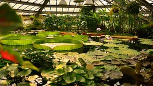 5-9 августа в Волгатехе обсудят развитие ботанических садов